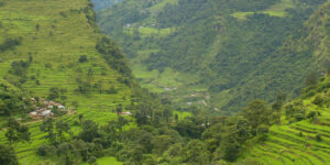 We make our way driving up through the lush green Marshyangdi valley to the Alpine areas at Koto on the Annapurna circuit