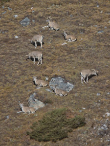 Blue sheep at Oktang on the Kanchenjunga South BC trek in Nepal