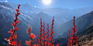 Khangsar Kang 7485m in the background on the Tilicho trail