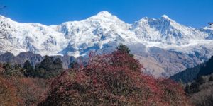 Larkya peak 6416m from near Chauli Kharka on the Manaslu circuit trek in Nepal
