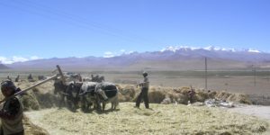 Traditional farming on the Tibetan plateau with dzo (cow x yak), Himalayas in the background